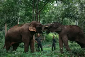 在西双版纳，救护亚洲象的人：喂药时需“斗智斗勇”，它们听得懂简单的指令，能区分饲养员图片