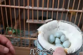 芙蓉鸟趣（七）说说养鸟那些事图片