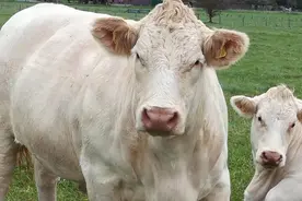 中西药结合治疗肉牛破伤风，同时饲养人员也要注意自身的防护图片