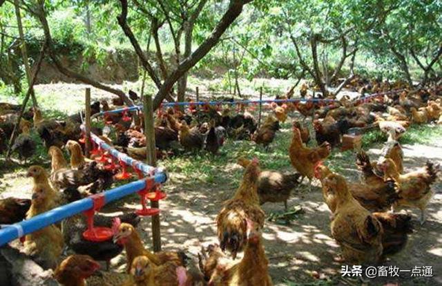 如何配制肉鸡各阶段日粮？