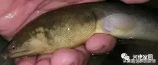 本港海鲜和外港区别 2026年本港海鲜和外港区别大吗