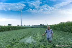蔬菜上喷洒洗衣粉很流行，蔬菜上为啥要喷洒洗衣粉？可以喷洒吗？图片