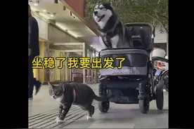 上车！二哈稳坐婴儿车被小猫遛着走：经过努力才拉动图片