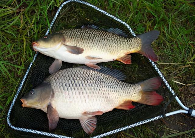 银鳕鱼的样子图片大全 银鳕鱼长什么样子图片