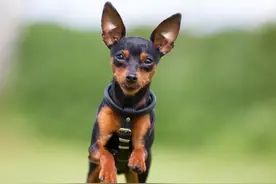 世界上最小的11种狗，中国犬只榜上有名图片