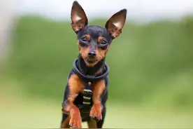 世界上最小的11种狗，中国犬只榜上有名图片