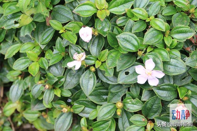 野性贵州 有问必答丨你还在傻傻补钙？这种五彩野果含钙量是牛奶的6倍