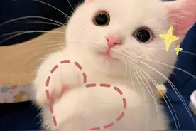 可爱的小猫咪又来卖萌了图片