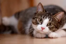 猫咪的交配过程，对于母猫来说，其实是一种痛苦的折磨图片