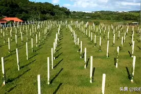 淡水惊现反空降桩？一大片“白色密集长方柱”　台陆军忙澄清图片