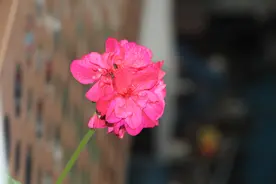 花花的世界，花花的心图片