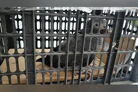 家里飞进一只鸟 竟是濒危野生动物非洲灰鹦鹉图片