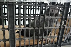 家里飞进一只鸟 竟是濒危野生动物非洲灰鹦鹉图片