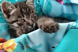 成语日常学习9图片