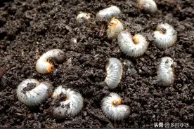 用一次管一季，分享6个独特方法，有效杀灭蛴螬图片