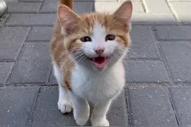 流浪小橘猫获救后，为了能留在新家，它努力讨好每一个人图片