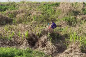 大自然的美味 野生芦笋图片