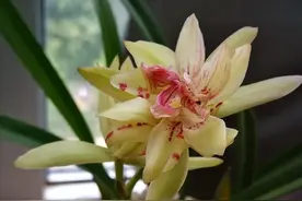 建兰奇花之首，虽沦为新手入门首选，但大名依旧响当当图片