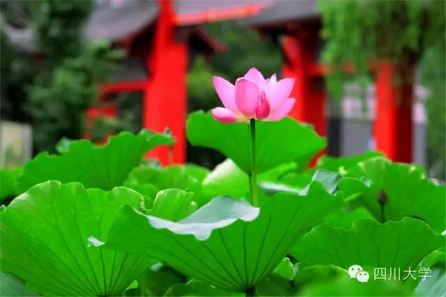 为什么越来越多的学生选择在成都读大学？原因有四个