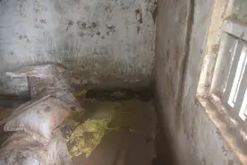 吓人！10斤重蟒蛇爬进鸡舍偷鸡吃图片