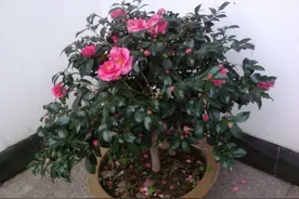 养茶花，记住4个“小细节”，小苗变小树，一树繁花，叶绿花苞多图片