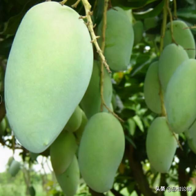 芒果种植施用什么肥料好？怎么施肥？