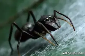 深入蚁穴的“卧底”——蚁蛛图片