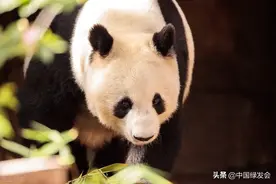 北京房山将建大熊猫科研繁育基地，大熊猫“愿意”来吗？图片