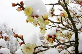 你生在农历几月，便属于哪种花，各有芬芳图片