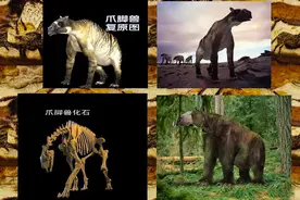 神农架疑似存在驴头狼，早已灭绝500万年，为什么又突然现身？图片
