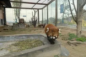邯郸佛山野生动物园图片