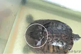 门窗紧闭，却来了不速之客！蝙蝠闯入大庆一民宅图片