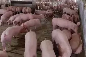 后疫情时代，非洲猪瘟该如何防控图片