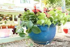 “退休”安全帽成了花盆和教具图片