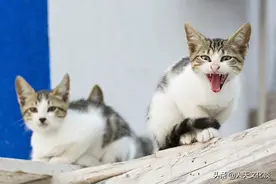 猫叫起春来太恐怖，不敢看不敢听图片