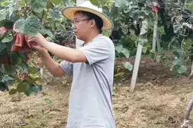 老板拉我入股猕猴桃，投200万年赚千万？农民泼5盆冷水！后来这样图片