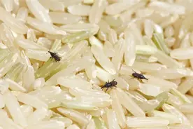 家中大米易生虫有飞蛾，别暴晒！教你几个小妙招，米粒干净不生虫图片
