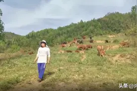 投资30万到深山养黄牛，夫妻年纯赚30多万，4年赚100多万图片