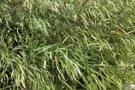 药用植物--雀麦图片