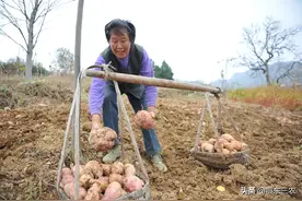农村老人种0.5亩红薯，一夜之间不翼而飞，地里留下4000元钱图片
