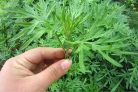 春天，鸡蛋和它是绝配，现在吃正当时，增加抵抗力，一年都不生病图片