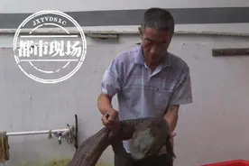 赣州：村民在河里捡田螺，意外发现“四脚鱼”赶紧报警图片