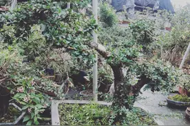 市场里福建茶1000一颗，在座的觉得性价比怎么样图片