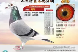 冠军鸽流行羽色—花头白条“鸽王”图片