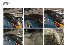 伦敦猫暴露了某些公知的无知图片