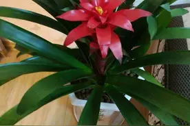 第一次养花试试这3种，养开花就算成功，开花美成就感强图片