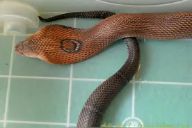 原来眼镜蛇也分很多种，怎样区分眼镜蛇的种类，答案就是看花纹图片