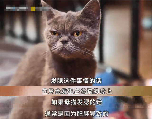 辟谣：吃生肉真的能发腮吗？基因问题母猫根本没有腮！