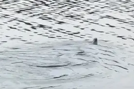 江西男子水库钓鱼，水里突然窜出一条“吃席蛇”，吓得一身冷汗图片