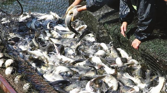 水产养殖中使用的精饲料都有哪些？都有什么特点？